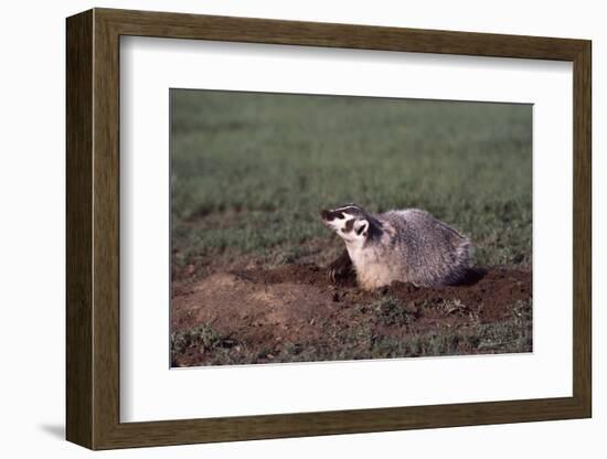 Badger Digging in Prairie Dog Hole-W. Perry Conway-Framed Photographic Print