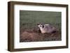 Badger Digging in Prairie Dog Hole-W. Perry Conway-Framed Photographic Print