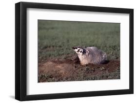 Badger Digging in Prairie Dog Hole-W. Perry Conway-Framed Photographic Print