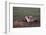 Badger Digging in Prairie Dog Hole-W. Perry Conway-Framed Photographic Print