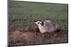 Badger Digging in Prairie Dog Hole-W. Perry Conway-Mounted Photographic Print