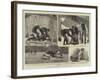Badger Hunting in Dorsetshire-null-Framed Giclee Print