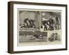 Badger Hunting in Dorsetshire-null-Framed Giclee Print