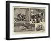 Badger Hunting in Dorsetshire-null-Framed Giclee Print