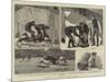 Badger Hunting in Dorsetshire-null-Mounted Giclee Print