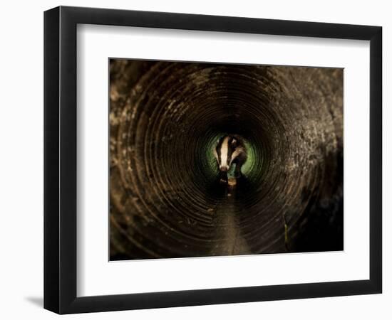 Badger, in a Concrete Tube-null-Framed Photographic Print