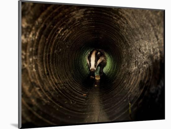 Badger, in a Concrete Tube-null-Mounted Photographic Print