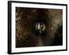 Badger, in a Concrete Tube-null-Framed Photographic Print