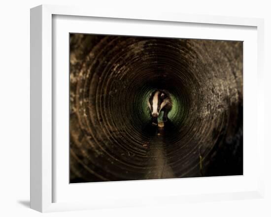 Badger, in a Concrete Tube-null-Framed Photographic Print