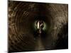 Badger, in a Concrete Tube-null-Mounted Photographic Print