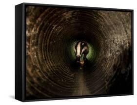 Badger, in a Concrete Tube-null-Framed Stretched Canvas