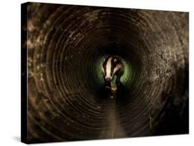 Badger, in a Concrete Tube-null-Stretched Canvas