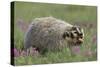 Badger in Meadow-DLILLC-Stretched Canvas