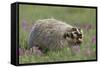 Badger in Meadow-DLILLC-Framed Stretched Canvas