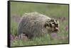 Badger in Meadow-DLILLC-Framed Stretched Canvas