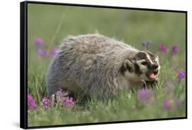 Badger in Meadow-DLILLC-Framed Stretched Canvas