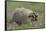 Badger in Meadow-DLILLC-Framed Stretched Canvas