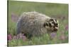 Badger in Meadow-DLILLC-Stretched Canvas
