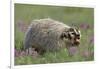 Badger in Meadow-DLILLC-Framed Photographic Print