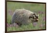 Badger in Meadow-DLILLC-Framed Photographic Print