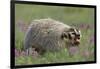 Badger in Meadow-DLILLC-Framed Photographic Print