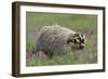 Badger in Meadow-DLILLC-Framed Photographic Print