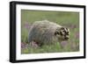 Badger in Meadow-DLILLC-Framed Photographic Print