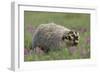 Badger in Meadow-DLILLC-Framed Photographic Print