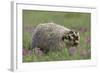 Badger in Meadow-DLILLC-Framed Photographic Print