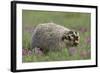 Badger in Meadow-DLILLC-Framed Photographic Print