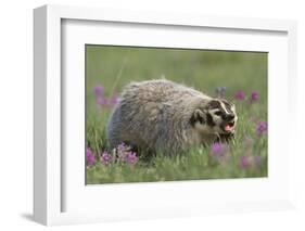 Badger in Meadow-DLILLC-Framed Photographic Print