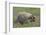 Badger in Meadow-DLILLC-Framed Photographic Print