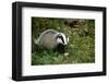 Badger in the Grass-null-Framed Art Print