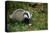 Badger in the Grass-null-Stretched Canvas