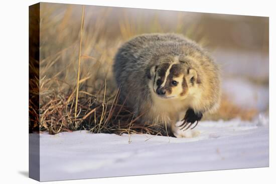 Badger in the Snow-DLILLC-Stretched Canvas