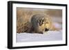 Badger in the Snow-DLILLC-Framed Photographic Print