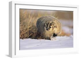 Badger in the Snow-DLILLC-Framed Photographic Print