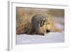 Badger in the Snow-DLILLC-Framed Photographic Print