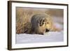 Badger in the Snow-DLILLC-Framed Photographic Print