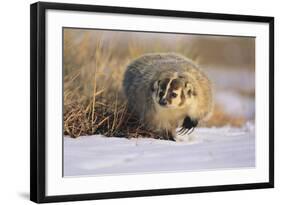 Badger in the Snow-DLILLC-Framed Photographic Print