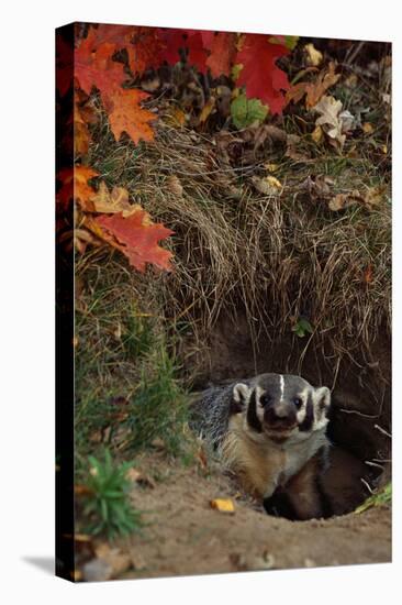 Badger Looking out from Den-W^ Perry Conway-Stretched Canvas