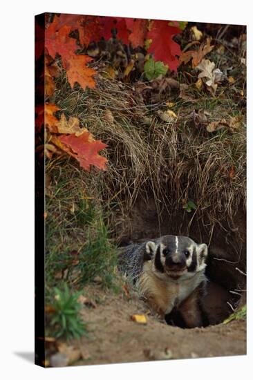 Badger Looking out from Den-W^ Perry Conway-Stretched Canvas