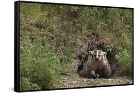 Badger Looking out from Den-DLILLC-Framed Stretched Canvas