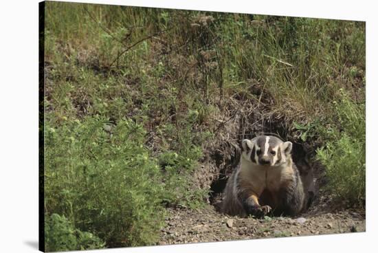 Badger Looking out from Den-DLILLC-Stretched Canvas
