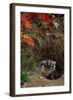 Badger Looking out from Den-W^ Perry Conway-Framed Photographic Print