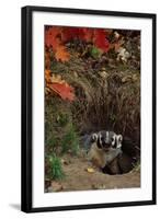 Badger Looking out from Den-W^ Perry Conway-Framed Photographic Print