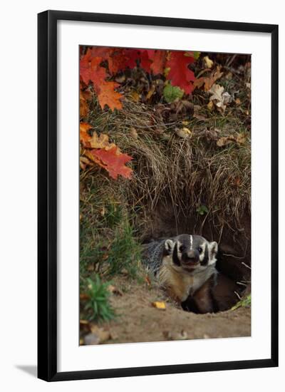 Badger Looking out from Den-W^ Perry Conway-Framed Photographic Print