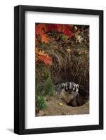 Badger Looking out from Den-W^ Perry Conway-Framed Photographic Print