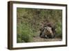 Badger Looking out from Den-DLILLC-Framed Photographic Print