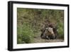 Badger Looking out from Den-DLILLC-Framed Photographic Print